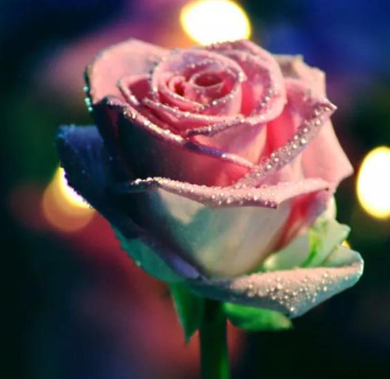 舔狗是舔什么的，舔狗一般怎么舔