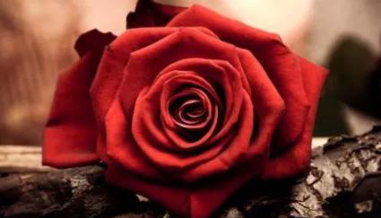 舔狗是舔什么的，舔狗一般怎么舔