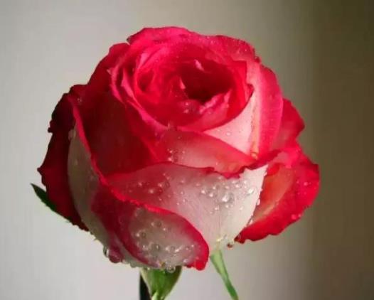 舔狗是舔什么的，舔狗一般怎么舔