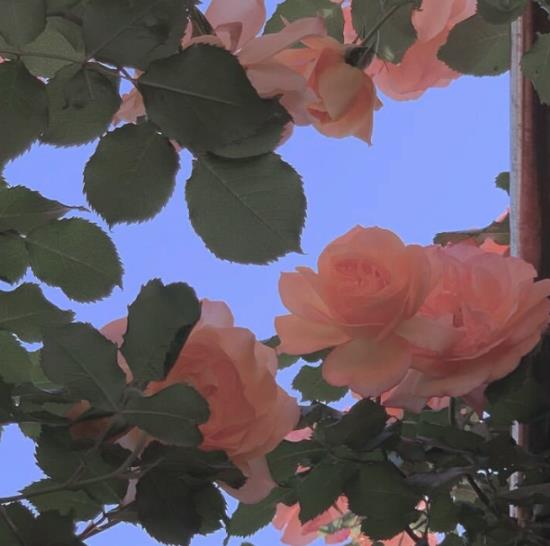 人死后不能摸死人手和脸吗,死人照片可以烧掉吗