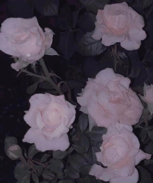 人死后不能摸死人手和脸吗,死人照片可以烧掉吗