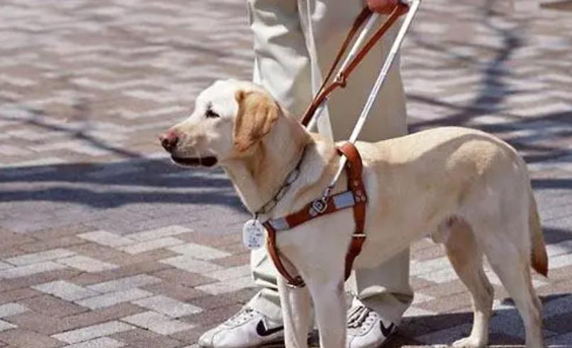 为何狗和人能如此亲近,怎么和狗狗快速亲近