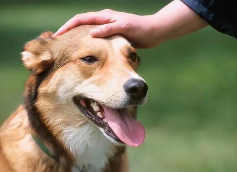 为何狗和人能如此亲近,怎么和狗狗快速亲近