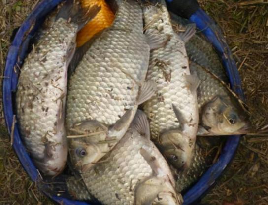 野生鲫鱼喜欢什么味道,鲫鱼最爱吃三种饵料
