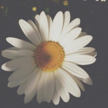 寡妇都是长寿的吗,到75岁算不算长寿