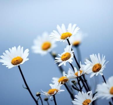 寡妇都是长寿的吗,到75岁算不算长寿