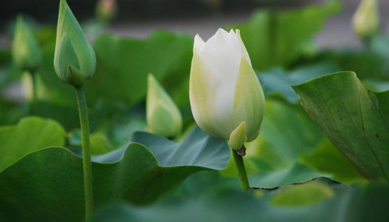 让欺负你的人永远怕你的绝招，孩子被同学欺负怎么办