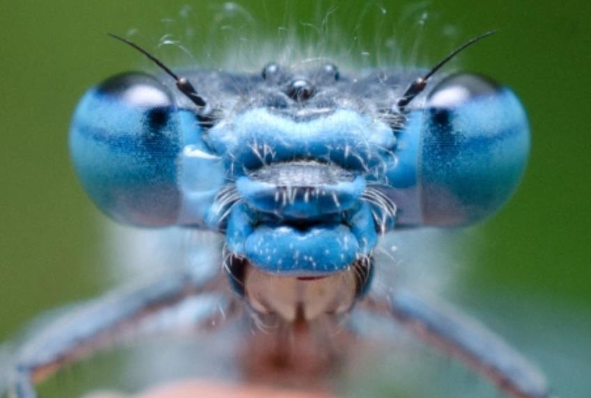 蜘蛛和蜻蜓谁的眼睛最多,蜻蜓和蜘蛛哪个的眼睛更多
