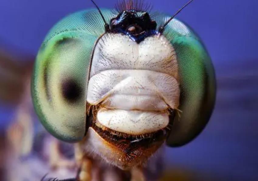 蜘蛛和蜻蜓谁的眼睛最多，蜻蜓和蜘蛛哪个的眼睛更多