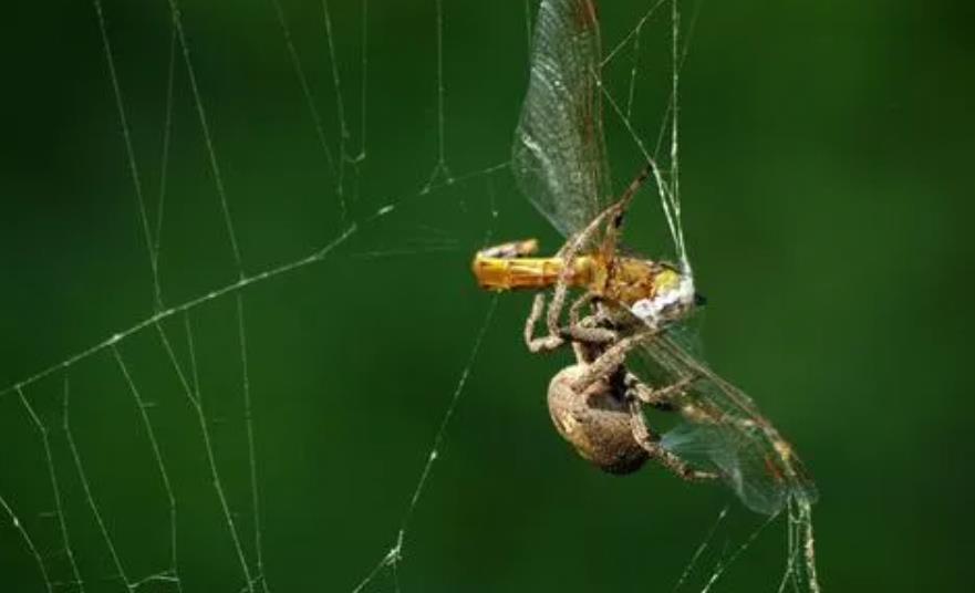 蜘蛛和蜻蜓谁的眼睛最多,蜻蜓和蜘蛛哪个的眼睛更多