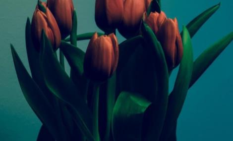 老年绿茶婊的特征,什么样的女人是绿茶