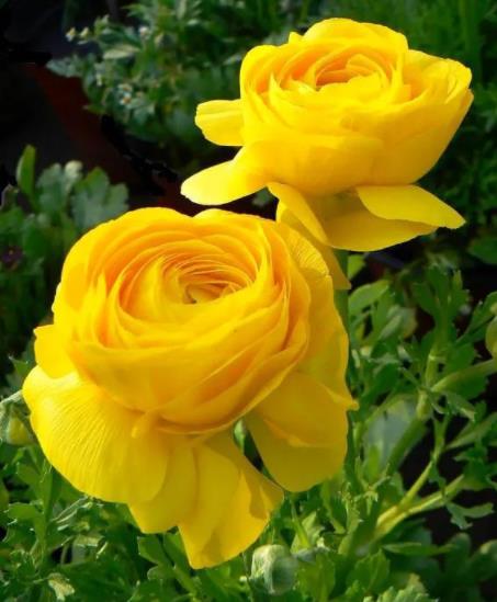 长寿男人面部特征，男人长寿不要找什么样女人