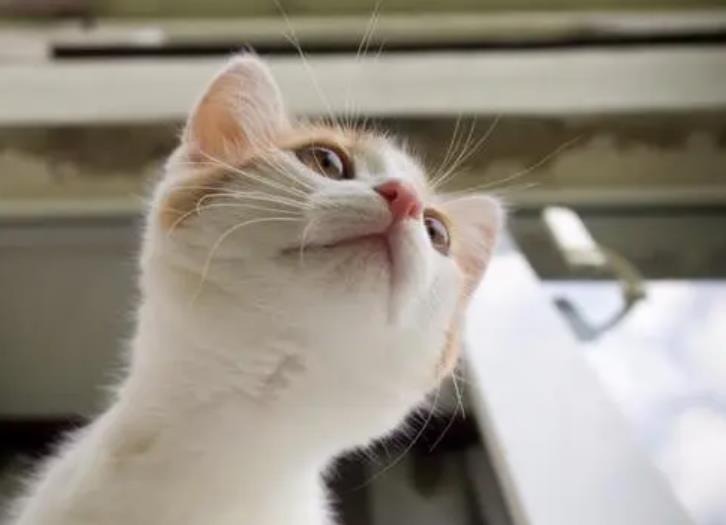 猫发出咕噜咕噜的声音是什么意思,蜜蜂飞过有声音蝴蝶为什么没声音