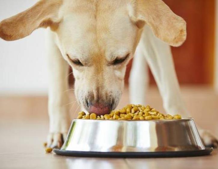 狗一天喂几顿狗粮好，狗一天吃多少狗粮最好