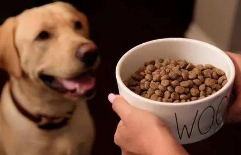 狗一天喂几顿狗粮好，狗一天吃多少狗粮最好