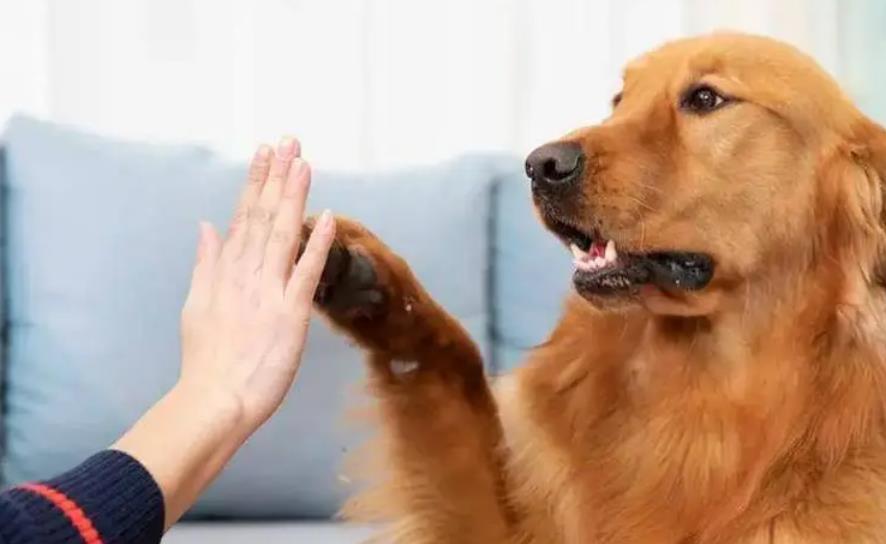 狗狗用爪子扒拉主人是什么意思，狗狗用爪子扒拉你是什么意思