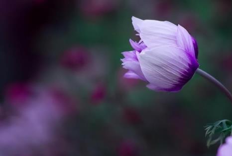 男人亲吻女人的禁忌,亲吻拥抱抚摸能产生多巴胺吗