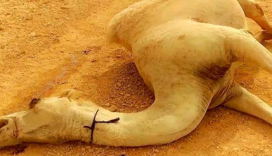 骆驼死亡为什么不能碰,骆驼寿命一般多少年
