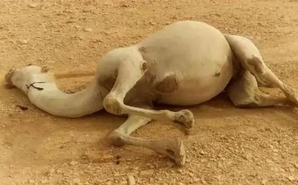 骆驼死亡为什么不能碰，骆驼寿命一般多少年