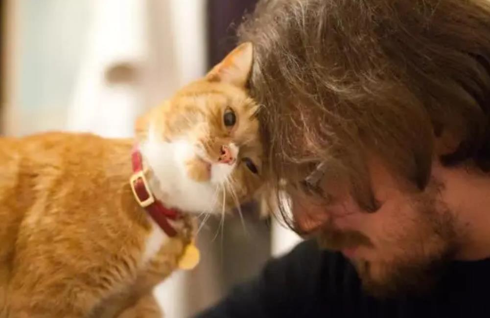 猫咪信任你的表现，猫咪挨着人睡觉的意思