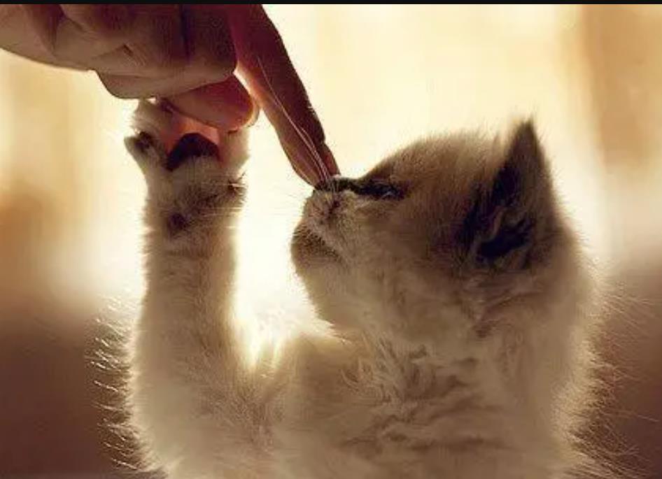 猫咪信任你的表现，猫咪挨着人睡觉的意思