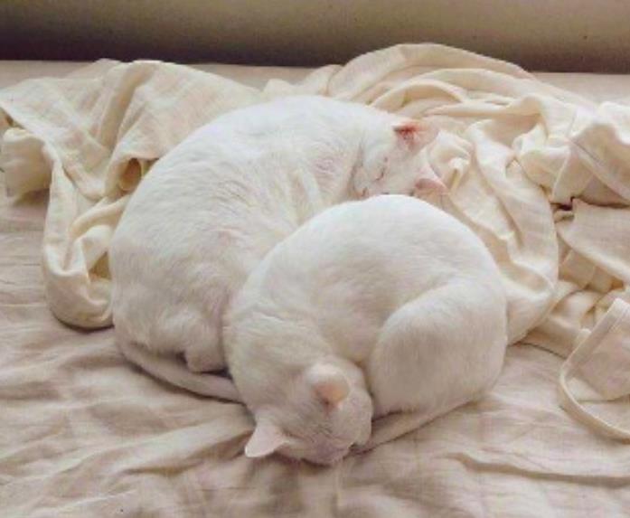 猫咪信任你的表现，猫咪挨着人睡觉的意思