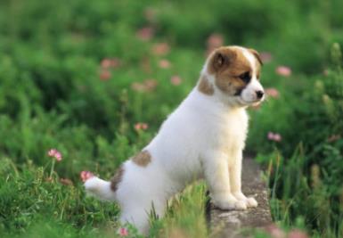 属猴的最佳婚配对象，婚配口诀完整版