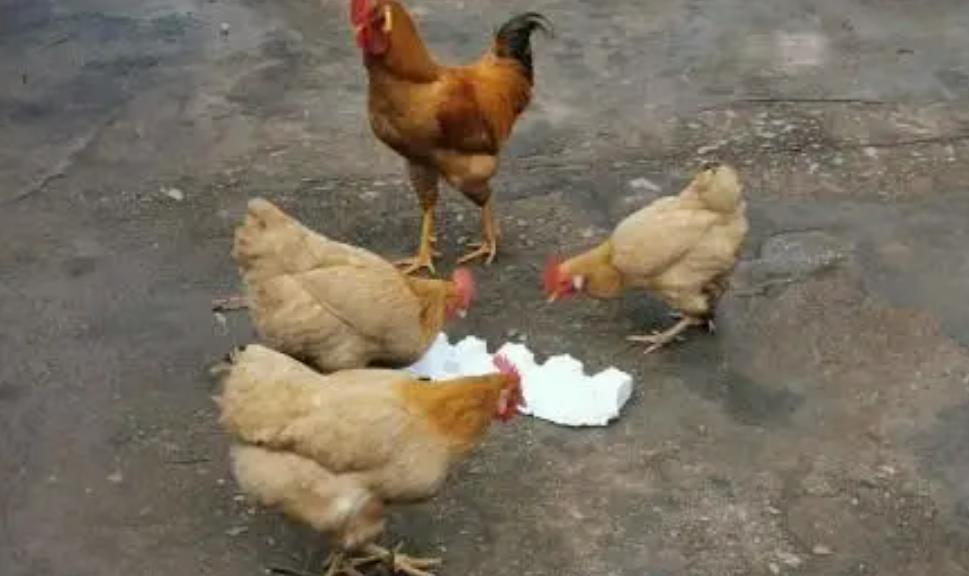 为什么鸡那么喜欢吃泡沫,鸡为什么总是喜欢吃泡沫