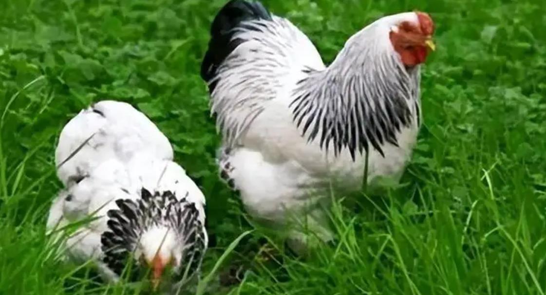 为什么鸡那么喜欢吃泡沫,鸡为什么总是喜欢吃泡沫