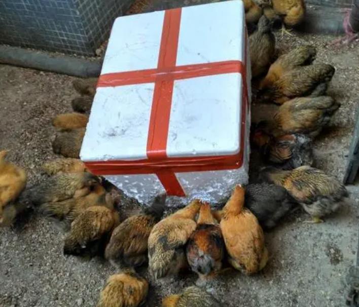 为什么鸡那么喜欢吃泡沫,鸡为什么总是喜欢吃泡沫