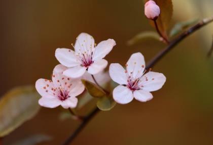 娶寡妇不娶生妻的俗语,生妻指的是什么样的女人