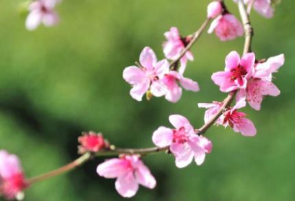 娶寡妇不娶生妻的俗语,生妻指的是什么样的女人