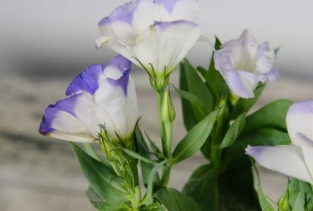 为什么情侣之间要叫爸爸,情侣之间为什么男生喜欢被叫爸爸