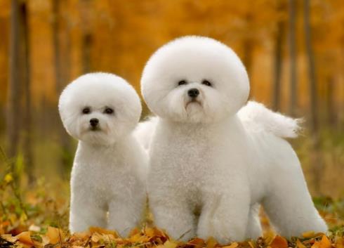 小型犬适合家养的不爱掉毛，哪种狗狗不贵不粘人掉毛又好养