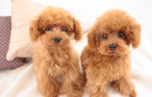 小型犬适合家养的不爱掉毛，哪种狗狗不贵不粘人掉毛又好养