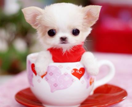 茶杯犬价格多少钱一只，茶杯犬一般能活多久