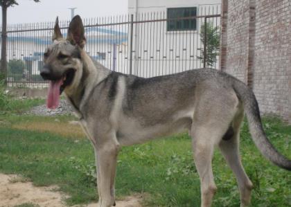 狼青犬多少钱一只,狼青犬有什么优缺点