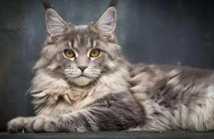 缅因猫多少钱一只,缅因猫2022价格表