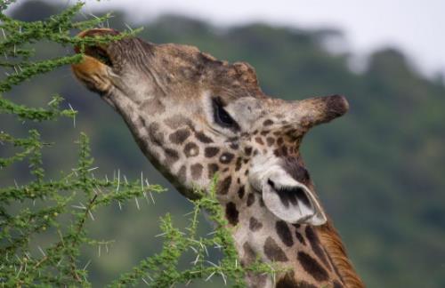 长颈鹿可以多久不喝水，长颈鹿为什么开腿喝水
