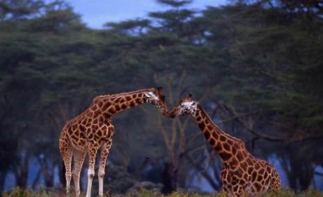 长颈鹿可以多久不喝水，长颈鹿为什么开腿喝水