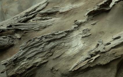 阴沉木有什么作用,阴沉木价值多少钱一斤