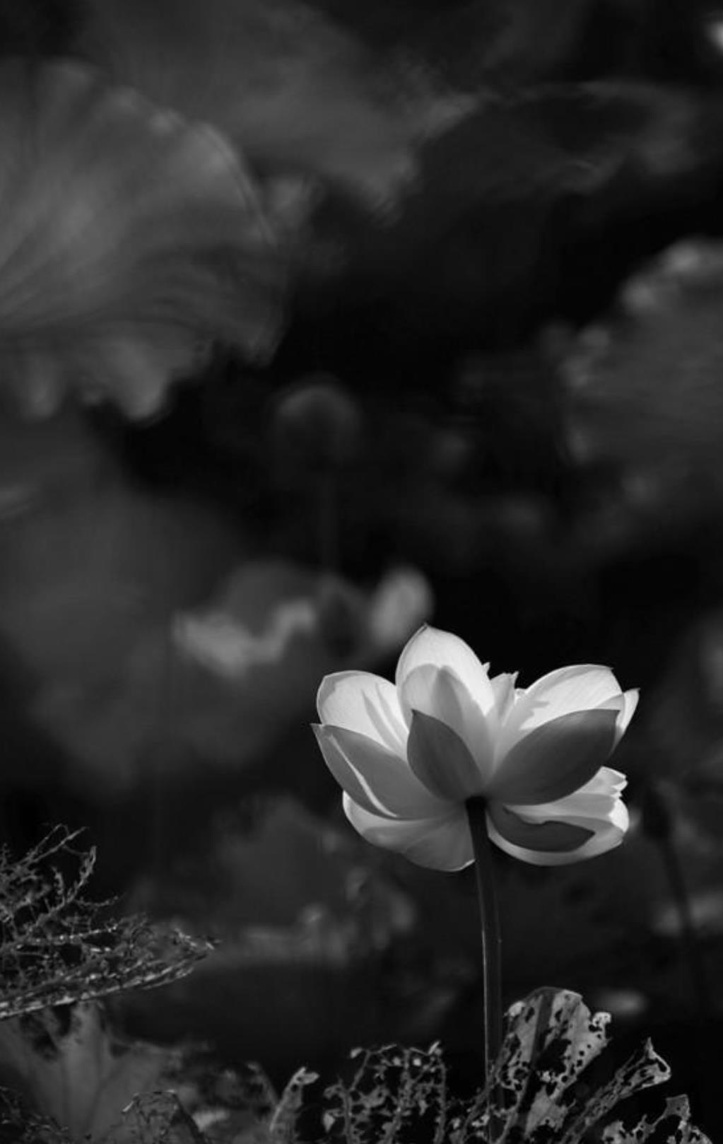 黑白很丧很绝望的图片,很丧很黑暗很伤感的图片