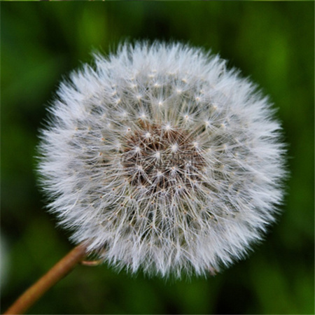 蒲公英唯美图片头像高清