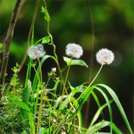 蒲公英唯美图片头像高清