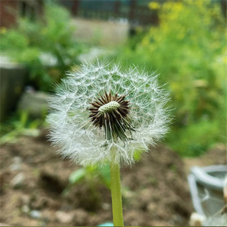 蒲公英唯美图片头像高清,感受春天的温暖和美好-528时尚网