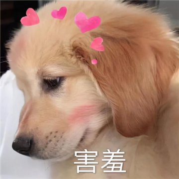 羞涩的不敢见人图片