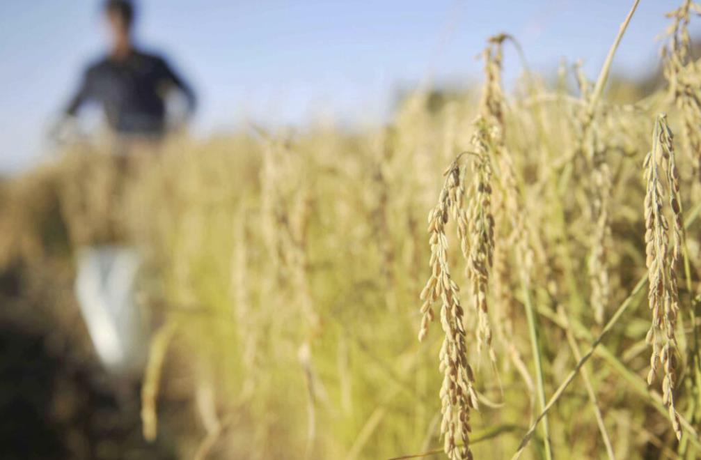 男怕八月女怕腊月是什么意思