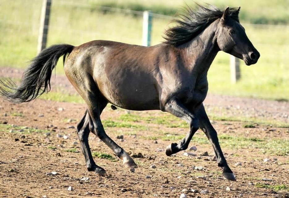 人品最好的五大生肖