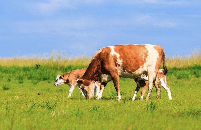 人品最好的五大生肖