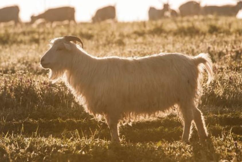 人品最好的五大生肖